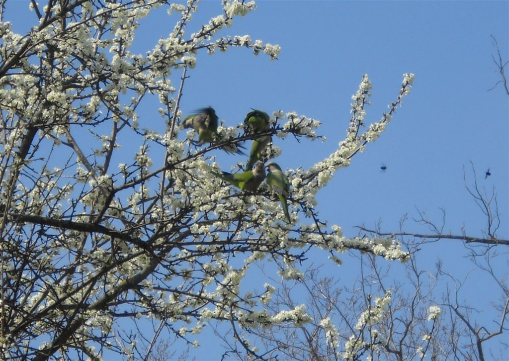 I parrocchetti di Castelfusano (Roma)